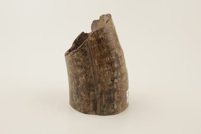 Mammoth tusk base section