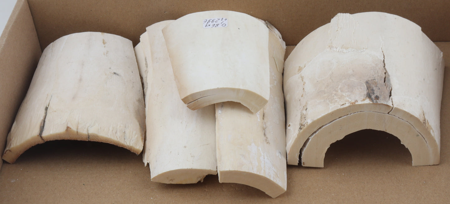 White mammoth ivory pieces