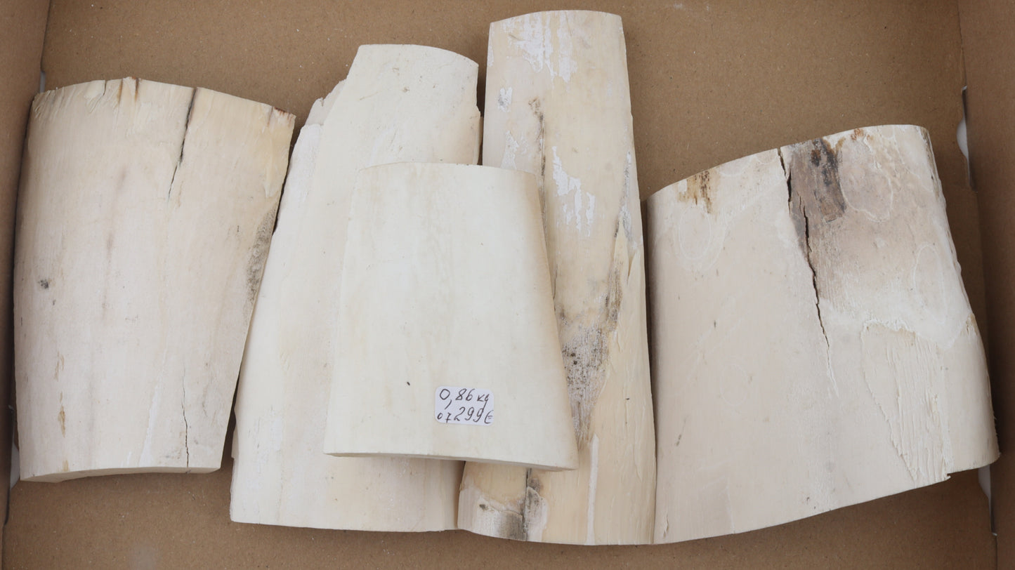 White mammoth ivory pieces