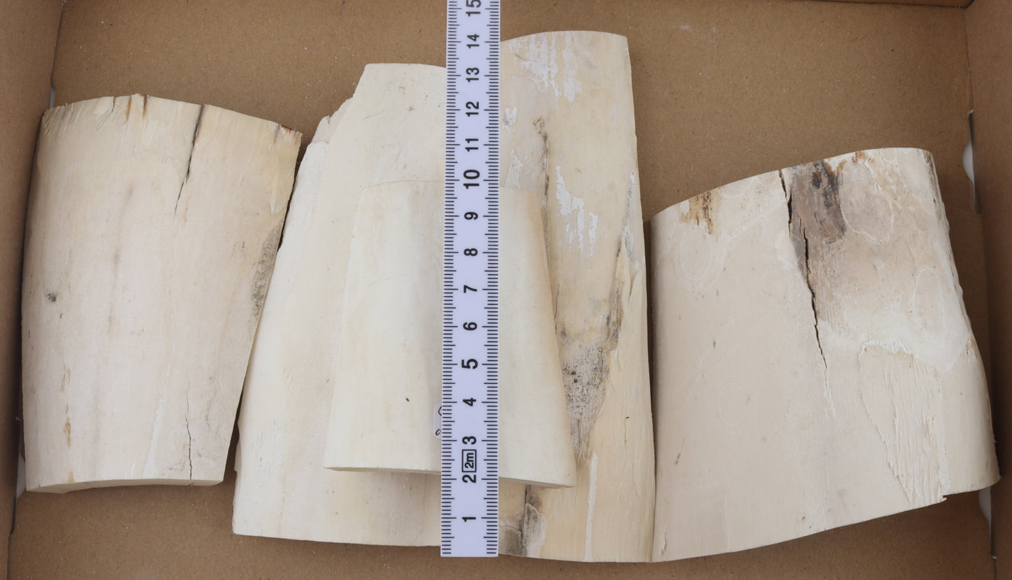White mammoth ivory pieces