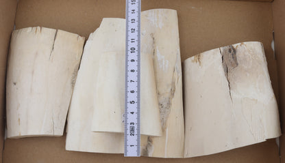 White mammoth ivory pieces