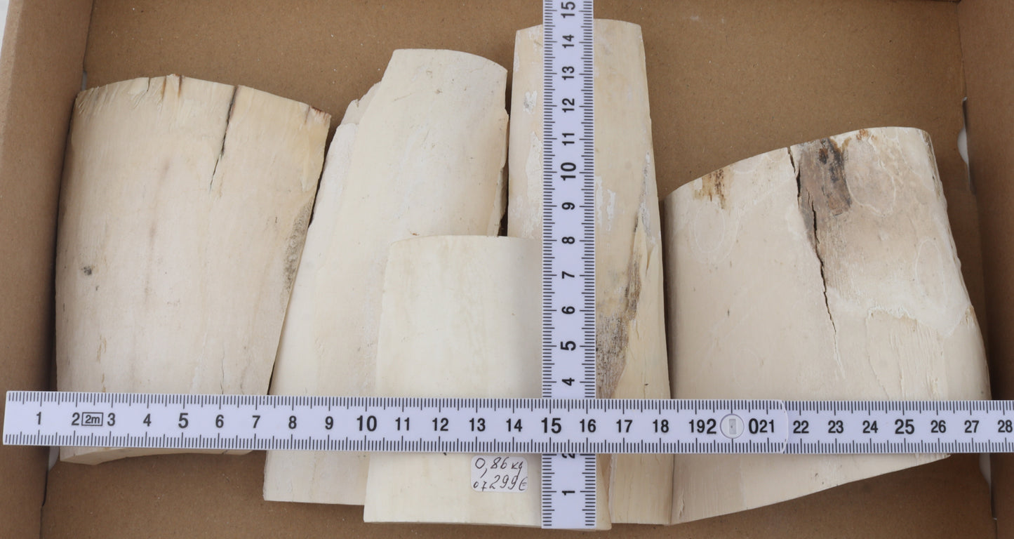 White mammoth ivory pieces