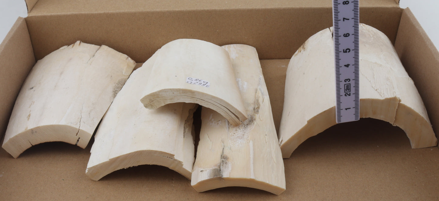 White mammoth ivory pieces