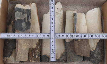 Raw mammoth ivory pieces