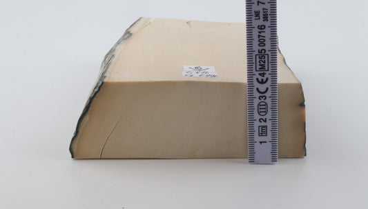 White mammoth ivory segment