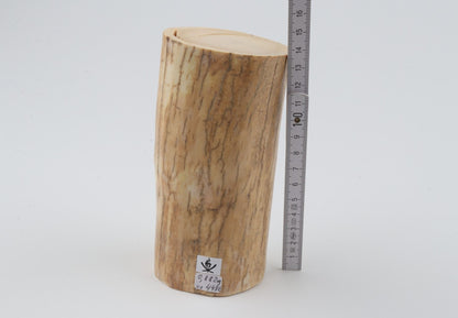 Round mammoth ivory piece