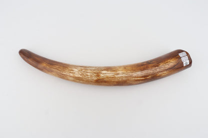 Restored woolly mammoth tusk
