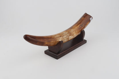 Restored woolly mammoth tusk
