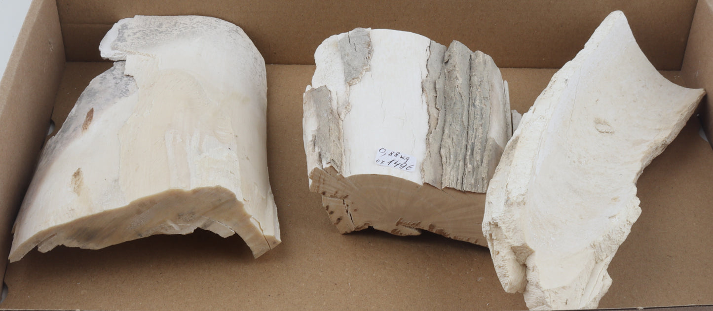 Raw mammoth ivory pieces