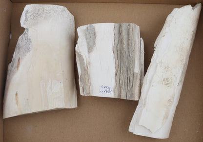 Raw mammoth ivory pieces