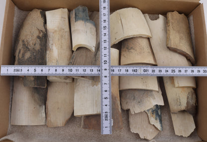 Raw mammoth ivory pieces