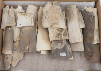 Raw mammoth ivory pieces