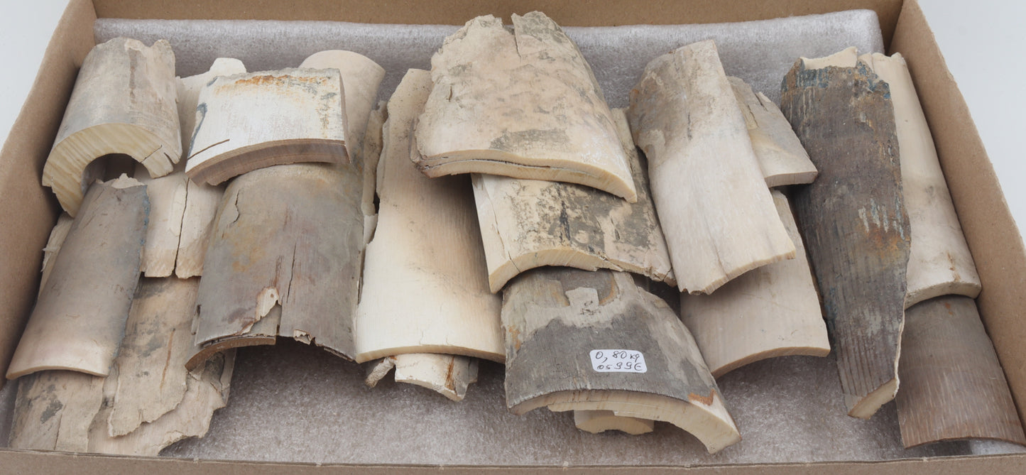 Raw mammoth ivory pieces
