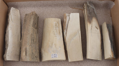 Untreated mammoth ivory pieces