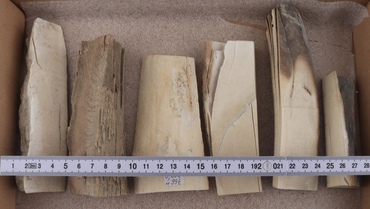 Untreated mammoth ivory pieces