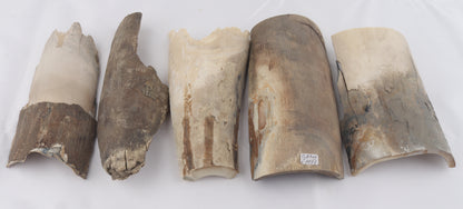Raw mammoth ivory pieces