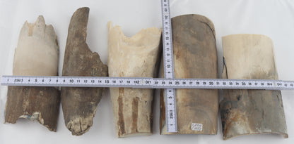 Raw mammoth ivory pieces