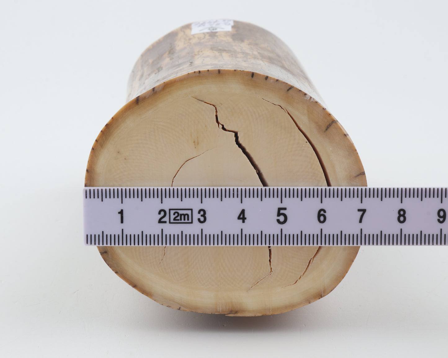 Round mammoth ivory piece