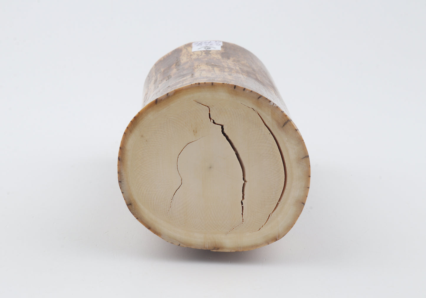 Round mammoth ivory piece