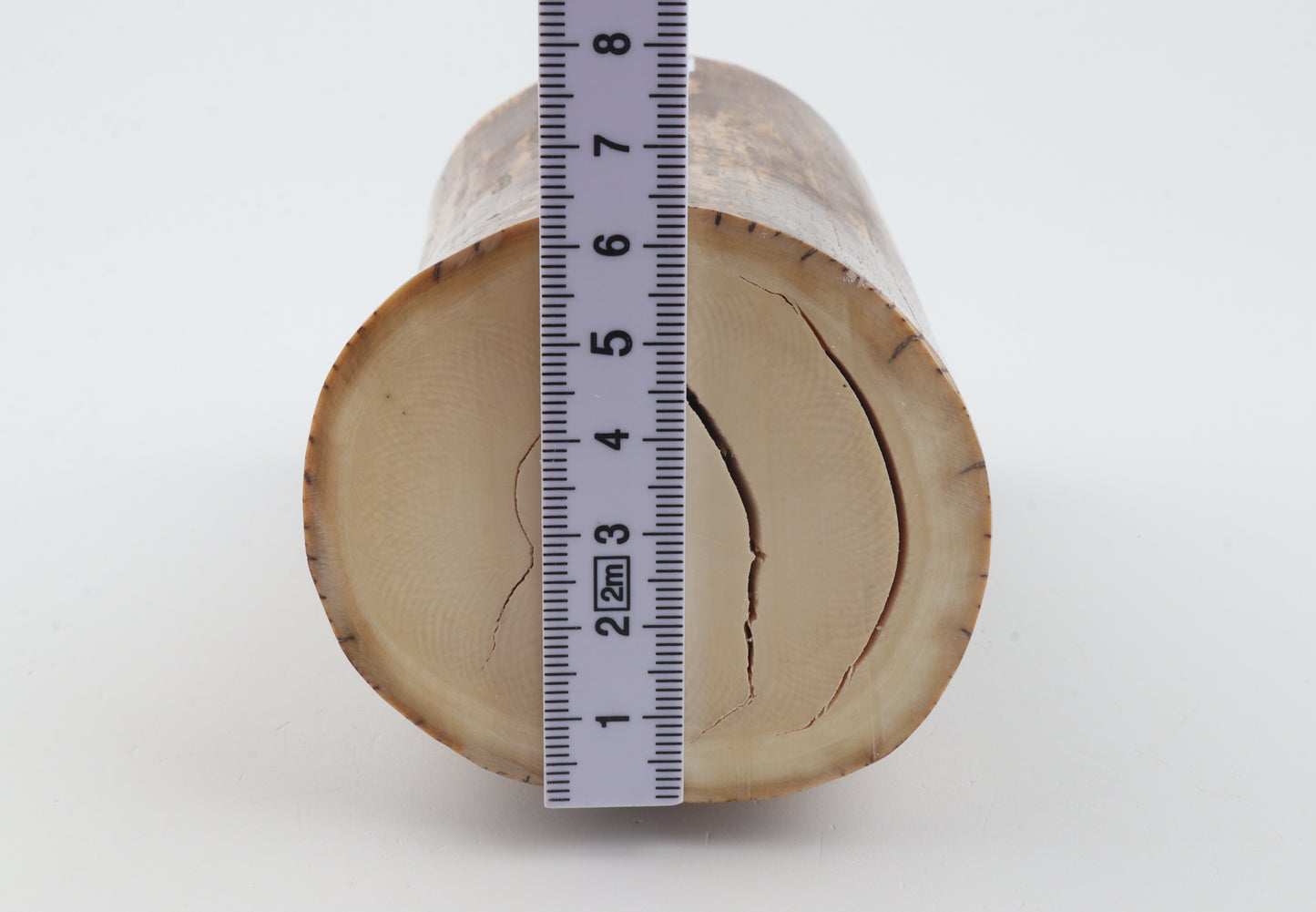 Round mammoth ivory piece