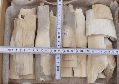 Untreated mammoth ivory offcuts