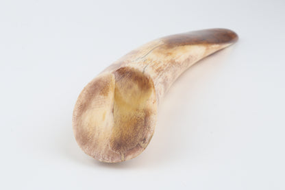 Restored woolly mammoth tusk tip