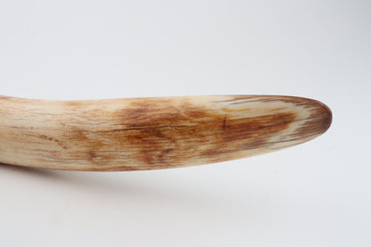 Restored woolly mammoth tusk tip