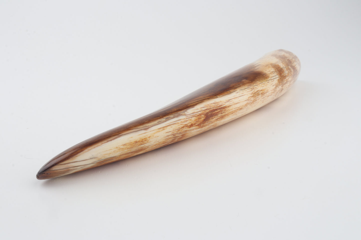 Restored woolly mammoth tusk tip