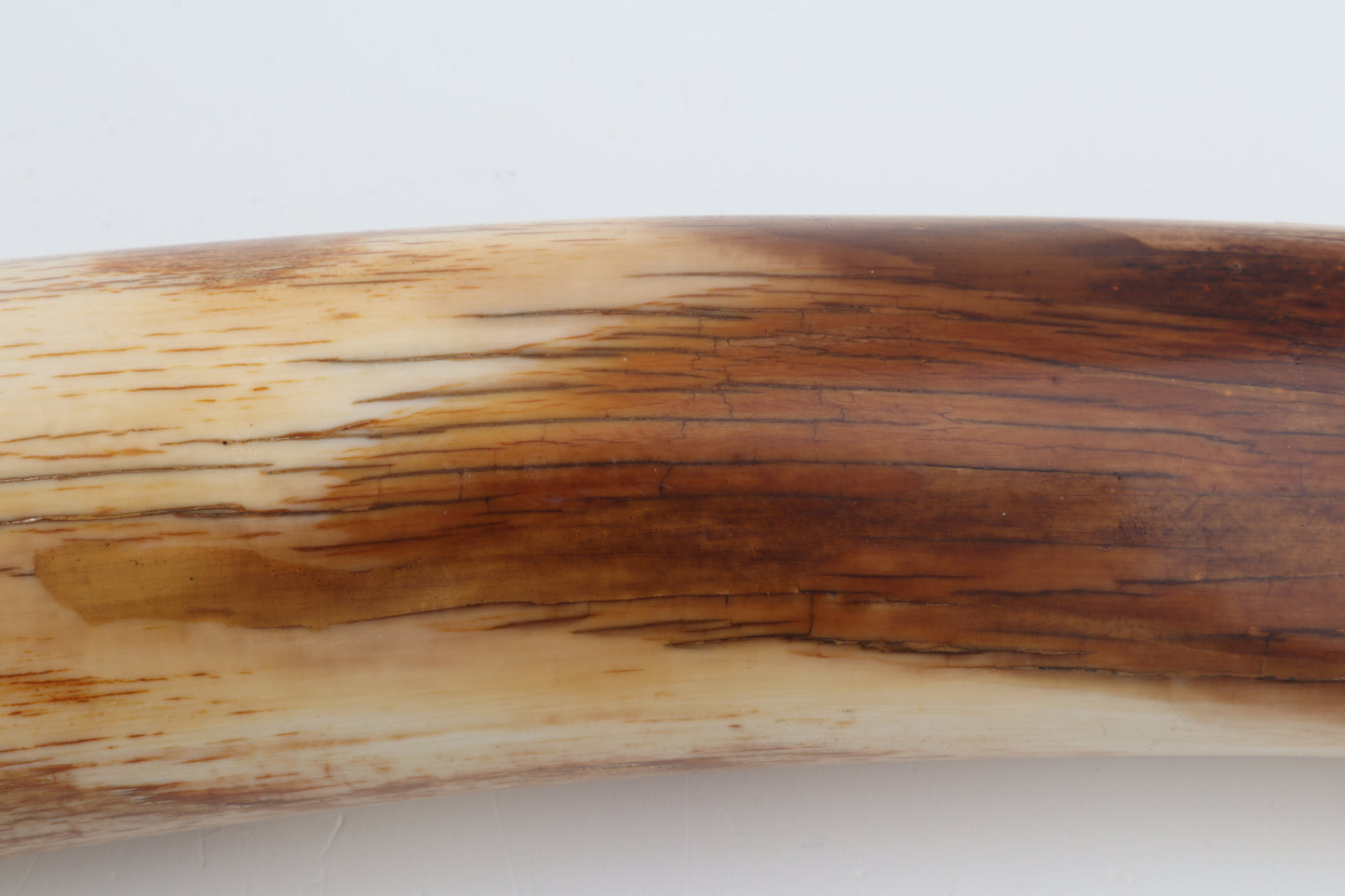 Restored woolly mammoth tusk tip