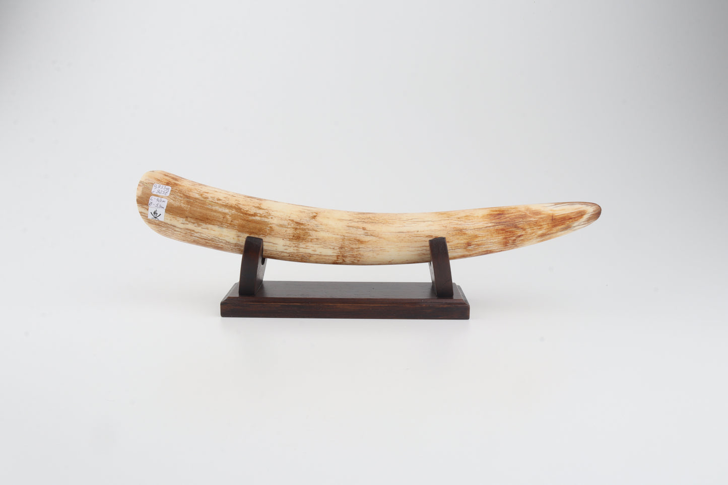 Restored woolly mammoth tusk tip
