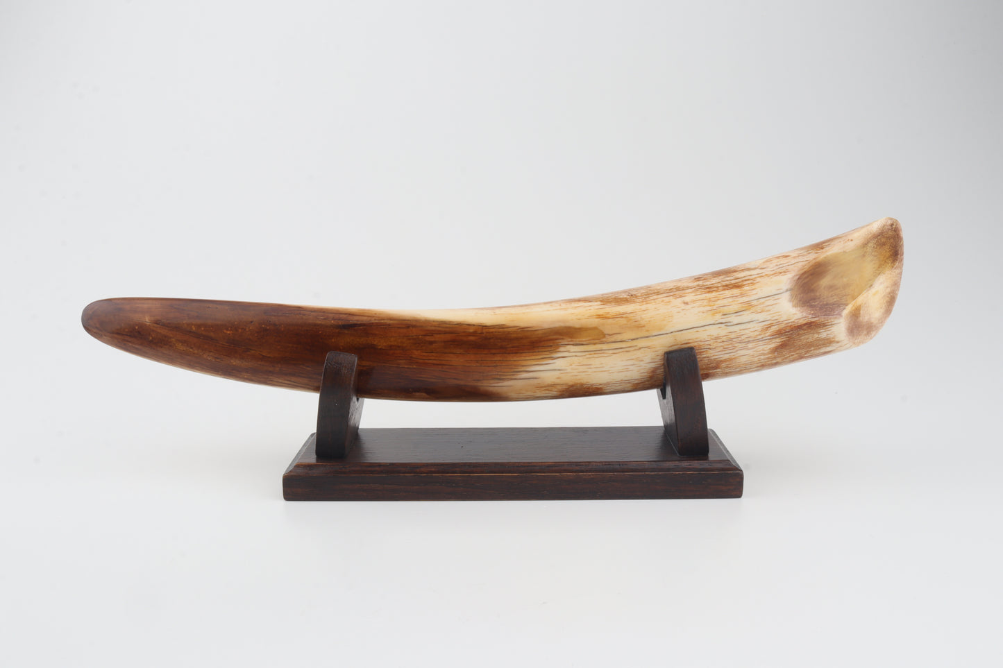 Restored woolly mammoth tusk tip