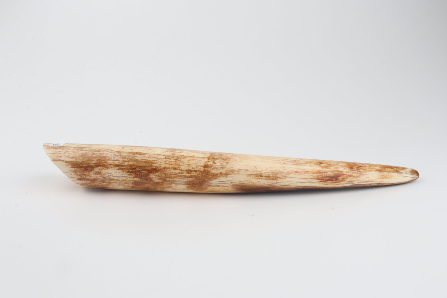 Restored woolly mammoth tusk tip