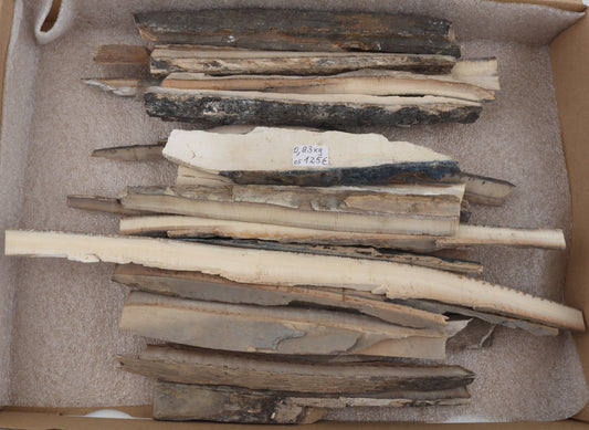 Untreated mammoth ivory offcuts