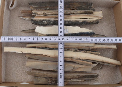 Untreated mammoth ivory offcuts