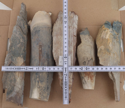 Untreated mammoth ivory pieces