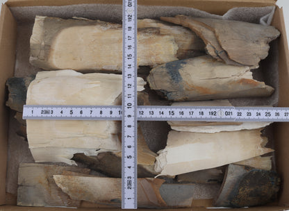Untreated mammoth ivory offcuts