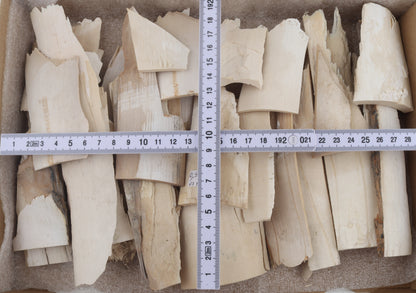 Untreated mammoth ivory offcuts