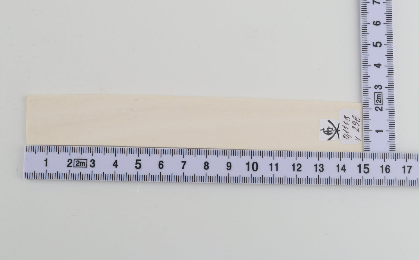 White mammoth ivory segment
