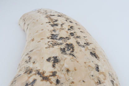 Creme mammoth bark