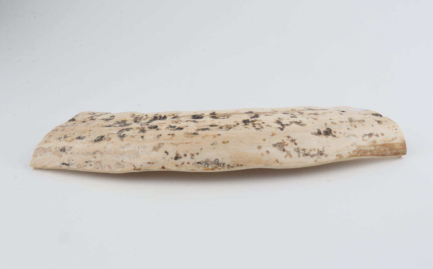 Creme mammoth bark