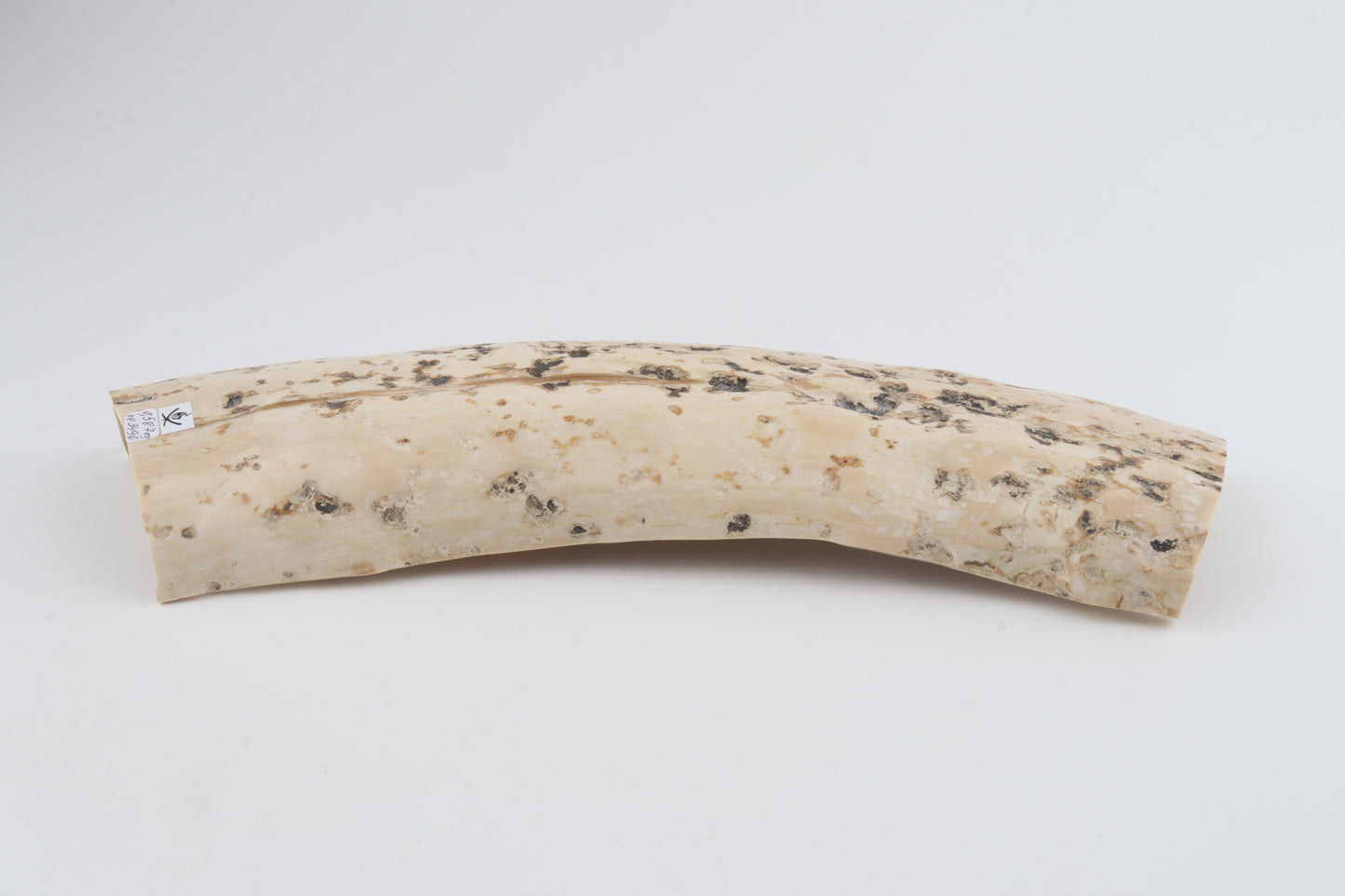Creme mammoth bark