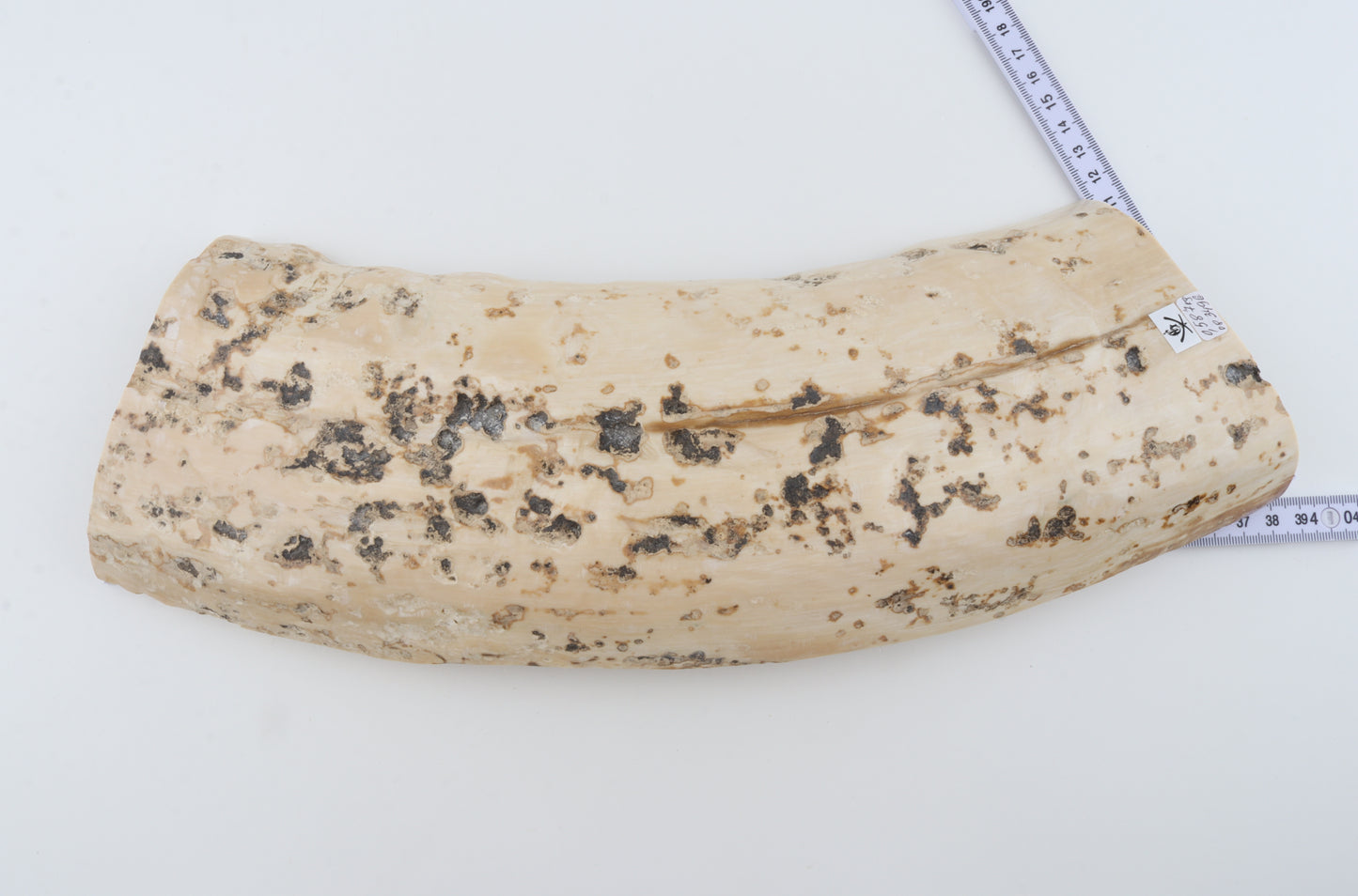 Creme mammoth bark