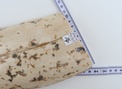 Creme mammoth bark