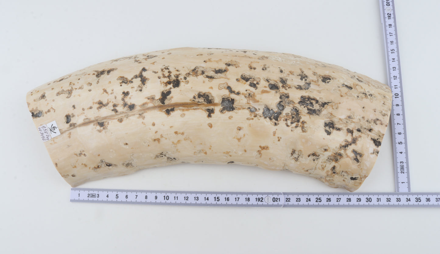 Creme mammoth bark