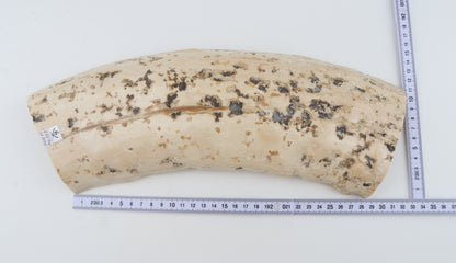 Creme mammoth bark