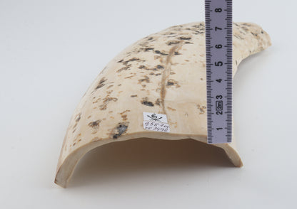 Creme mammoth bark