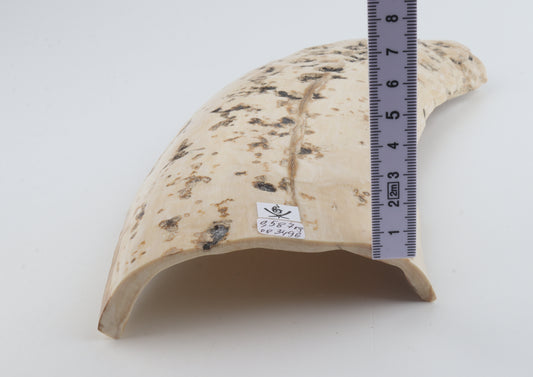 Creme mammoth bark