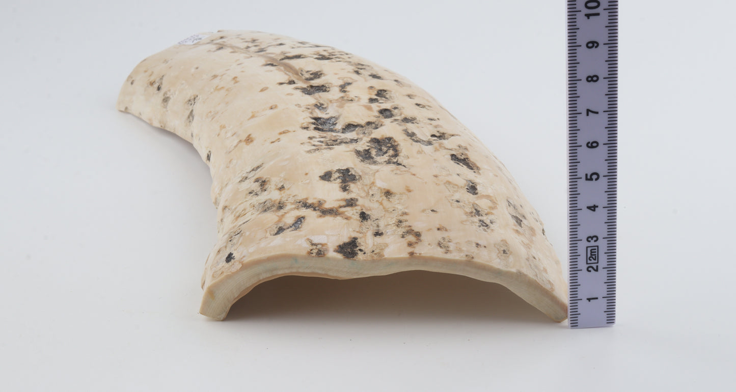 Creme mammoth bark