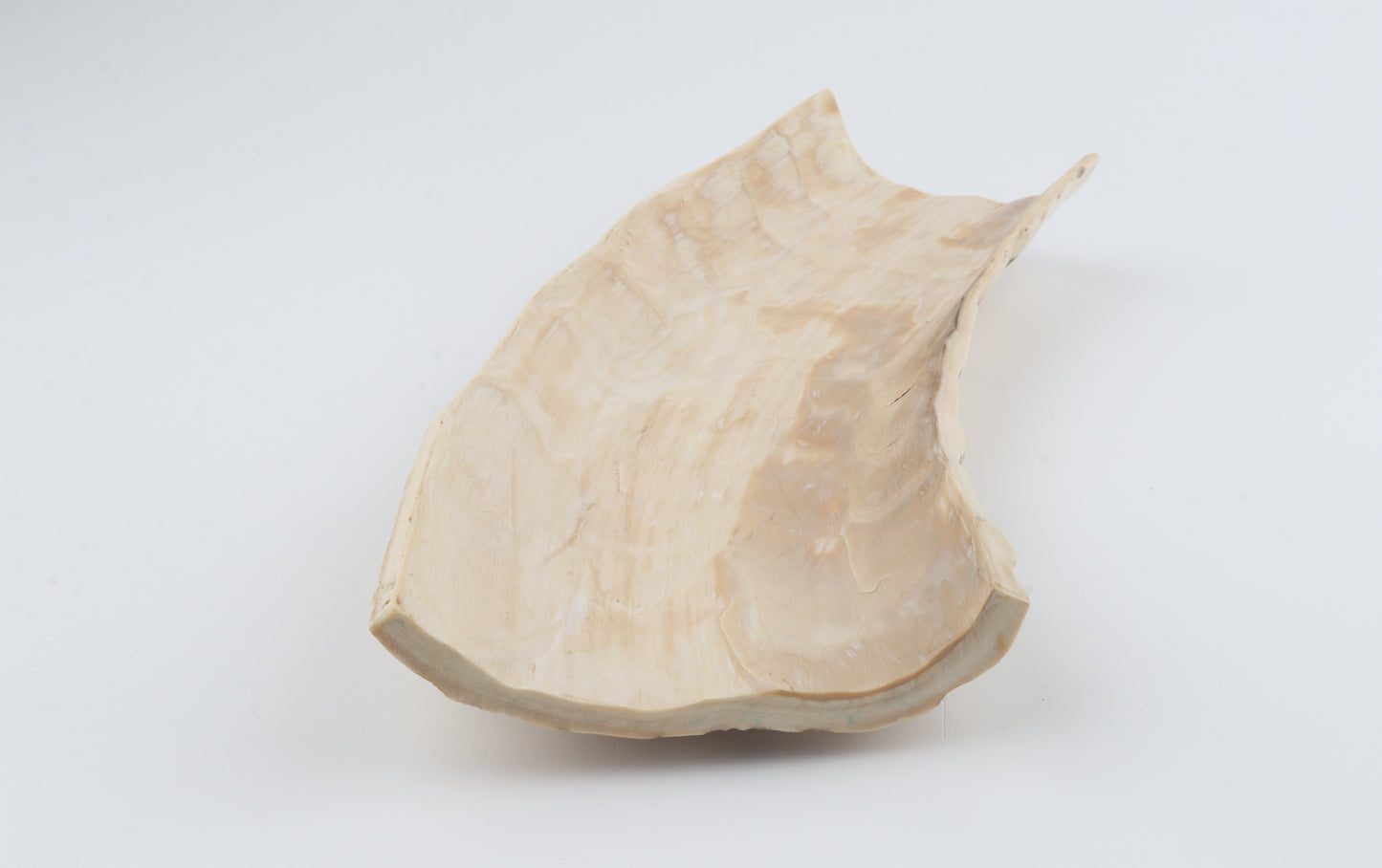 Creme mammoth bark