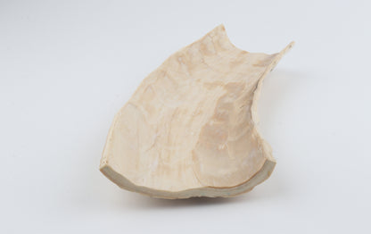 Creme mammoth bark